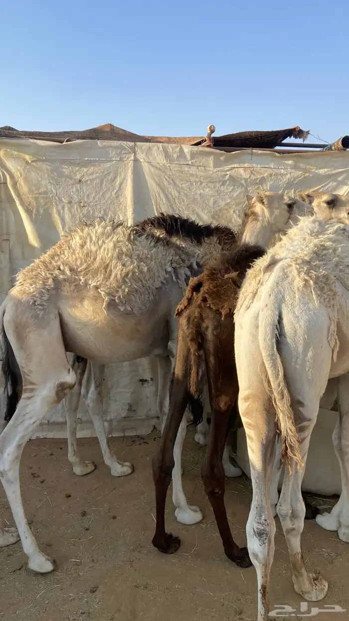 حشو . حشوان جمله 4