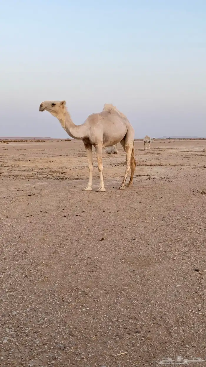 بكره حقه وضحا كفو 2