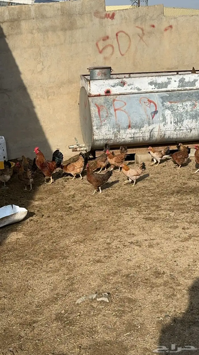 دجاج بلدي 2