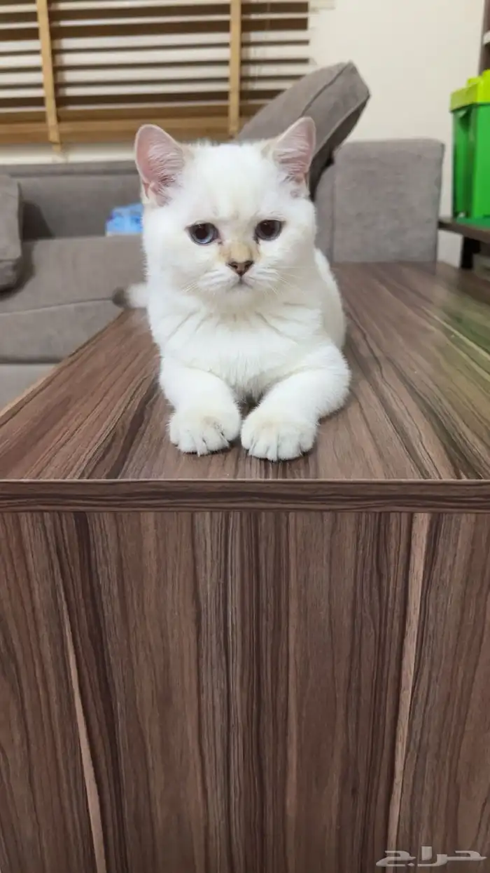 كيتن ذكر سكوتش ستريت 1
