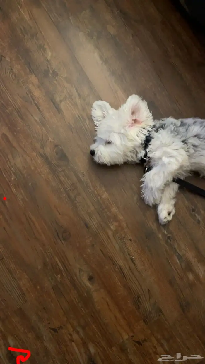 puppy maltese 3