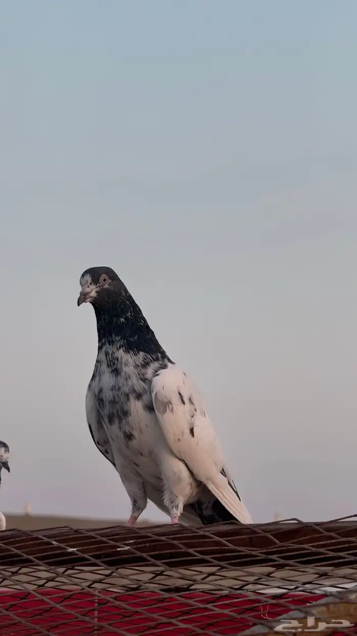 حمام باكستاني Top 1
