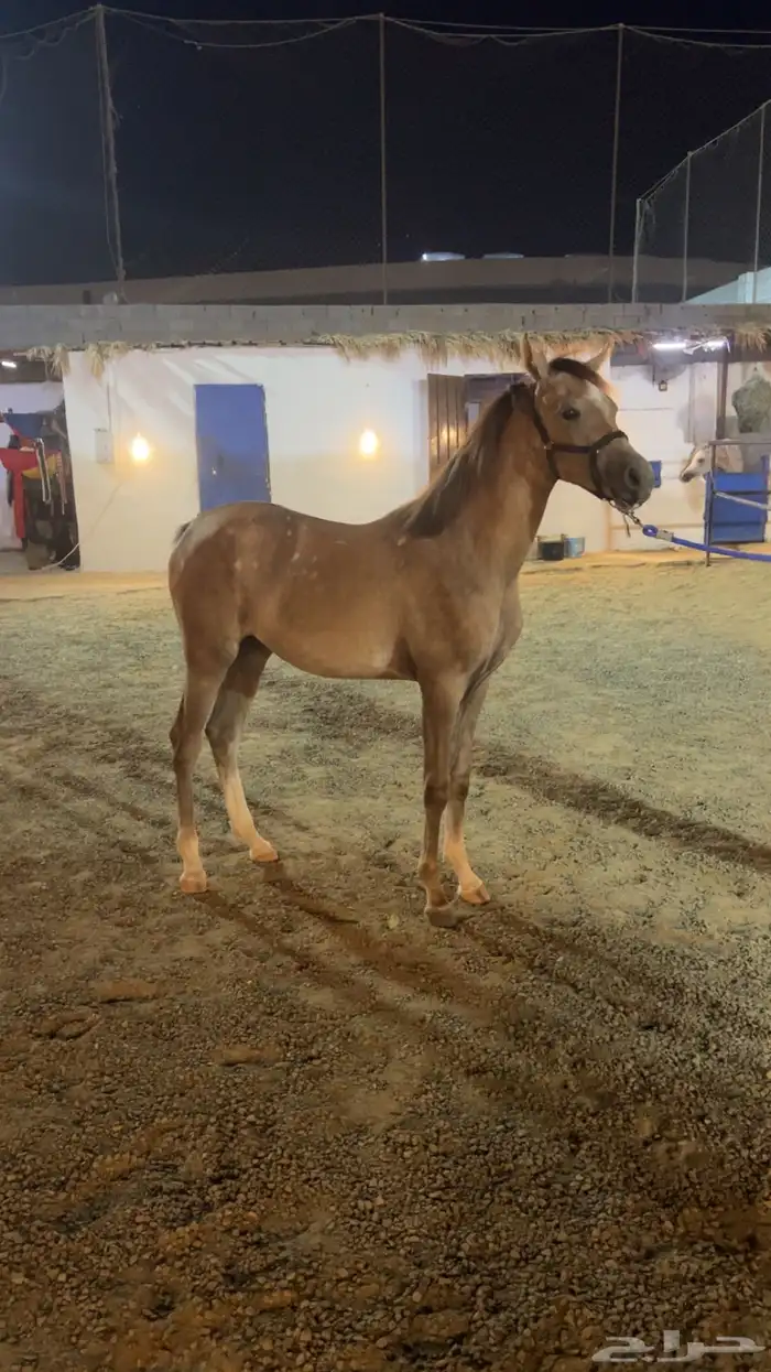مهره شعبيه 1