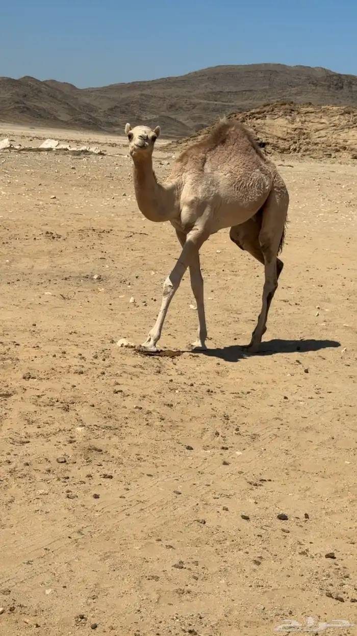 قعود 0