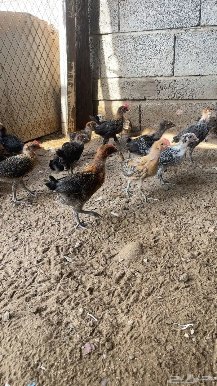 صيصان فروح دجاج بلدي 3