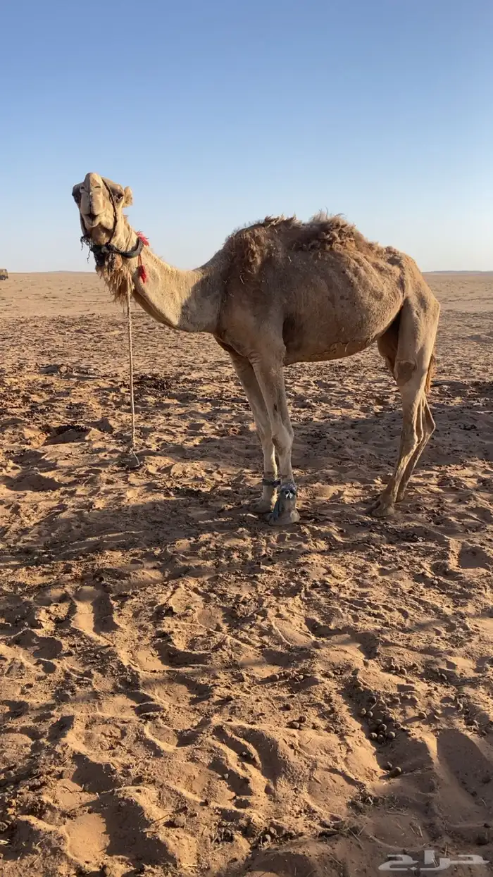 رحول ابل قديمه. وطيبه. 0