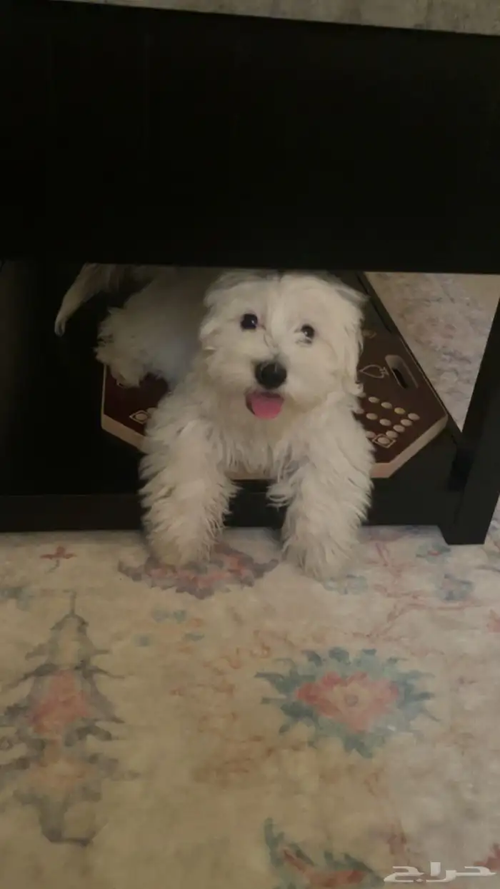 puppy maltese 4