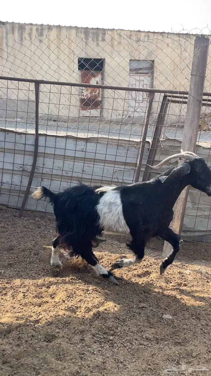 معزا البيع 2