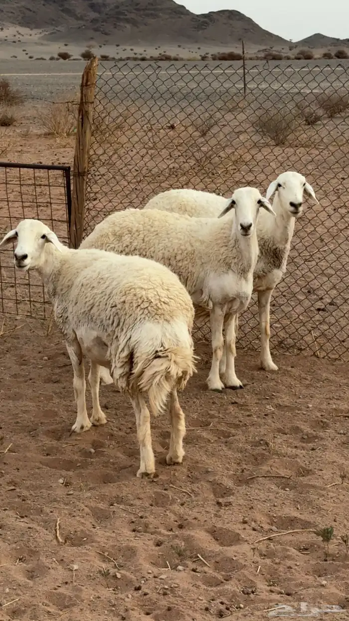 رخال حرش صنف 3