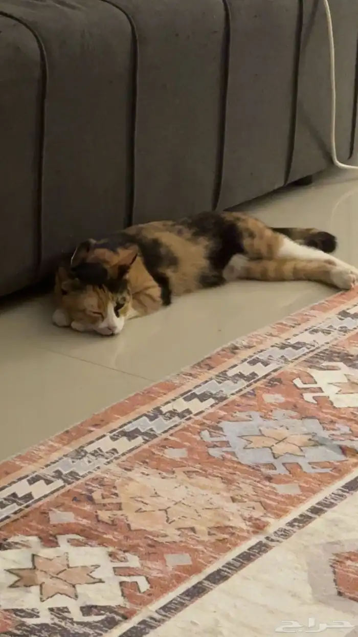 أنثى كاليكو للتزواج 0