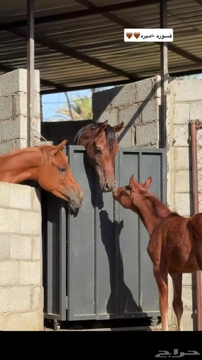 للبيع مهره شعبيه الاب واهو 3