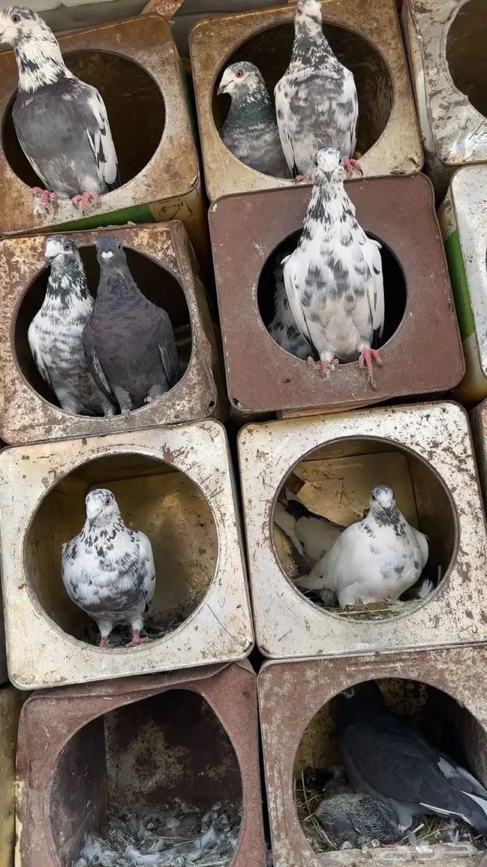 حمام للبيع 11