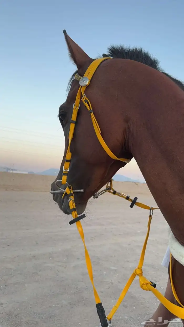 خيل شعبي اللبيع 3500 0
