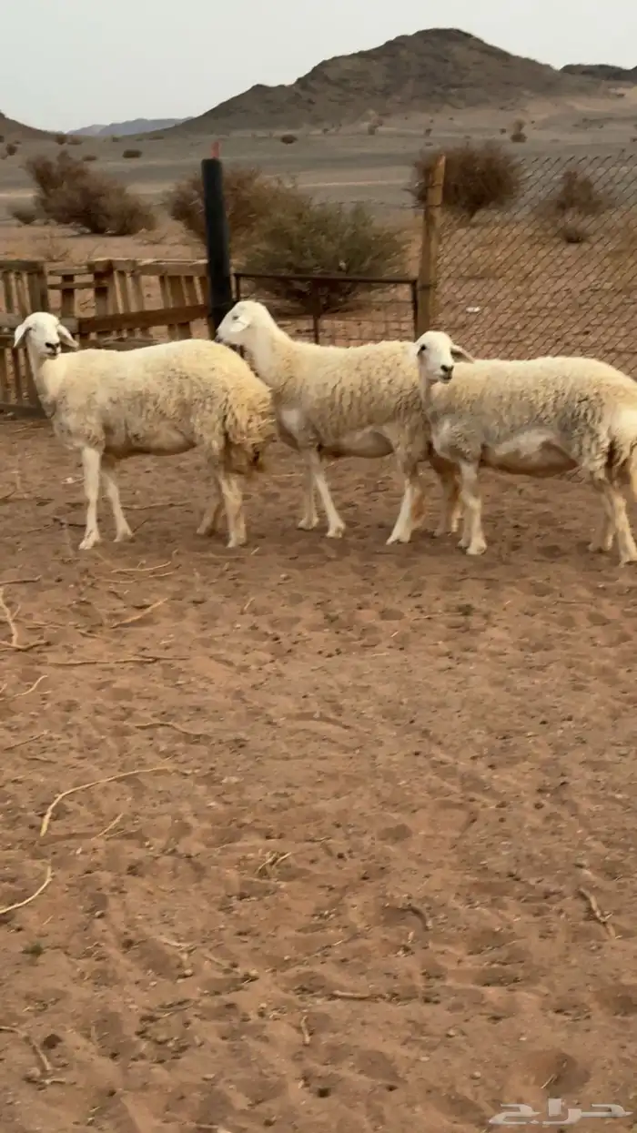 رخال حرش صنف 0