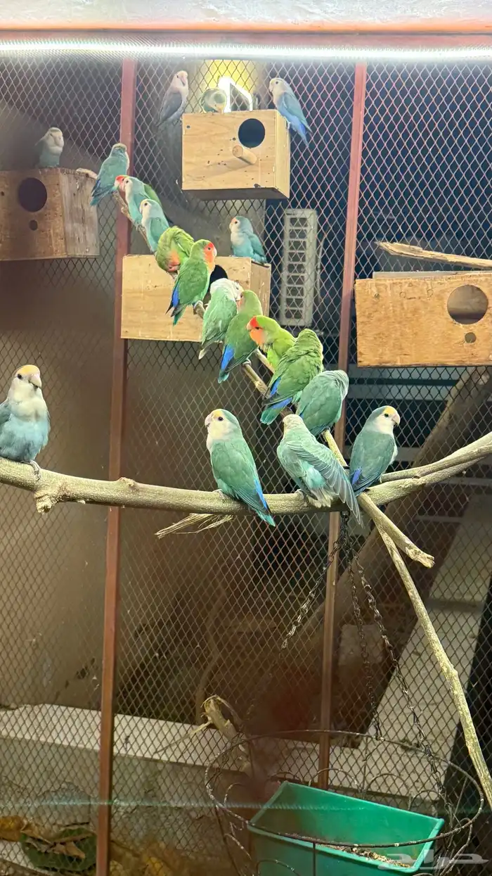 أزواج روز 3