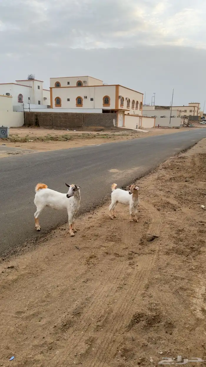 عنقان للبيع صنف 3