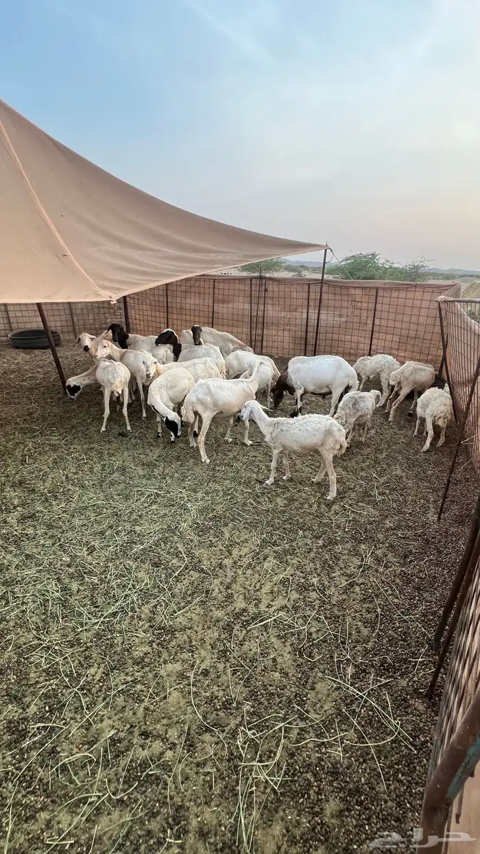 غنم رفيديات البيع 2