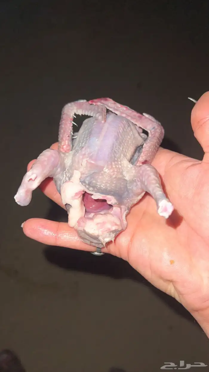 زغليل زاجل فرنسي سوبر جانبو سلفر 0