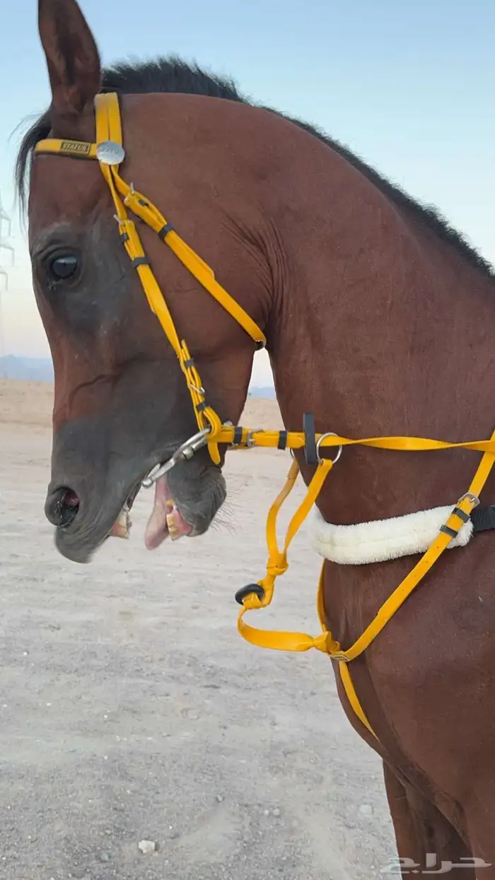 خيل شعبي اللبيع 3500 1