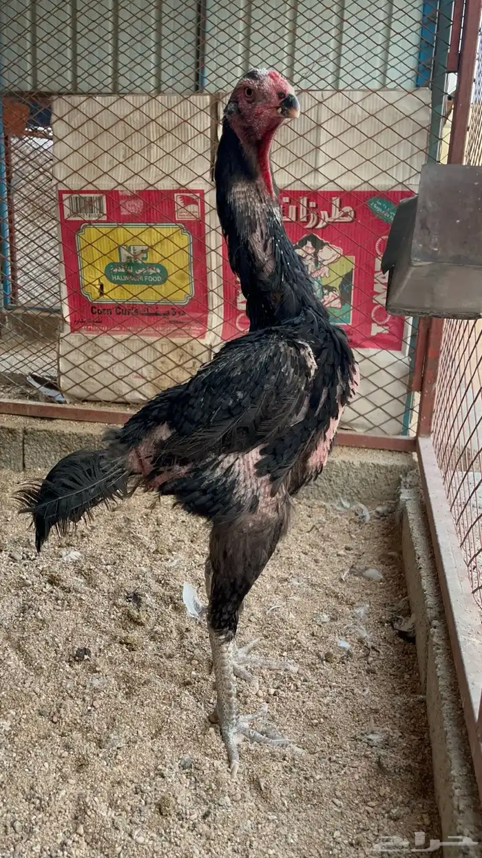 دجاجه شامو الماني كوبرا تم البيع 1