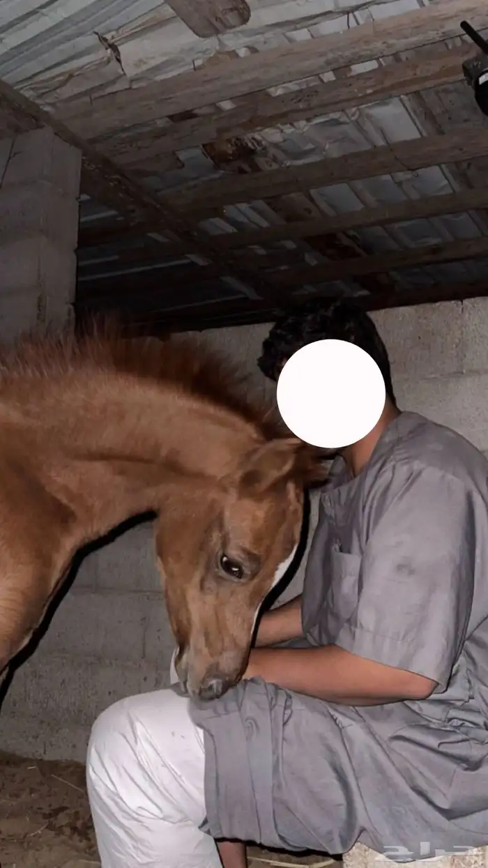 للبيع فرس شعبيه لقاح ثقيل 1