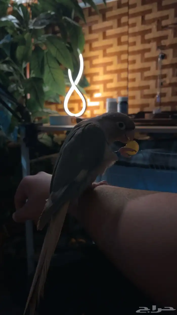 ببغاء كنيور متكلم اليف - سينمون على السوم 3