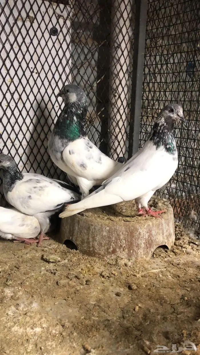 حمام باكستاني 2