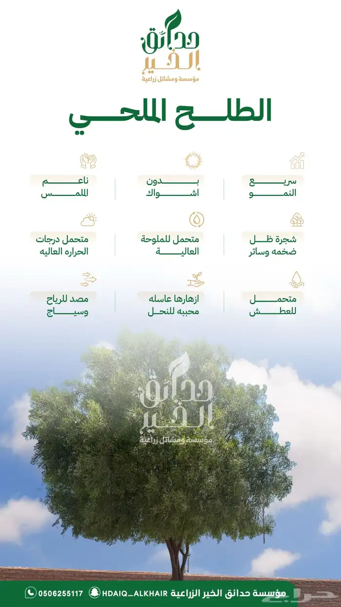 طلح ملحي 2 متر ب 10 5