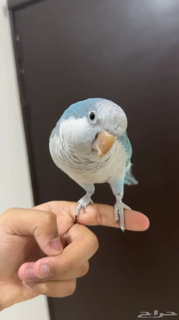 كويكر ازرق اليف ( تم البيع خارج حراج الله يبارك له ) 4