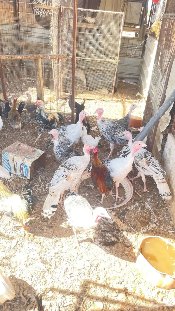 يوجد دجاج بلدي وباكستان وبط و وز و رومي 3