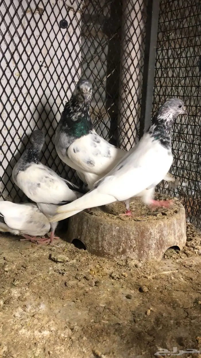 حمام باكستاني 1