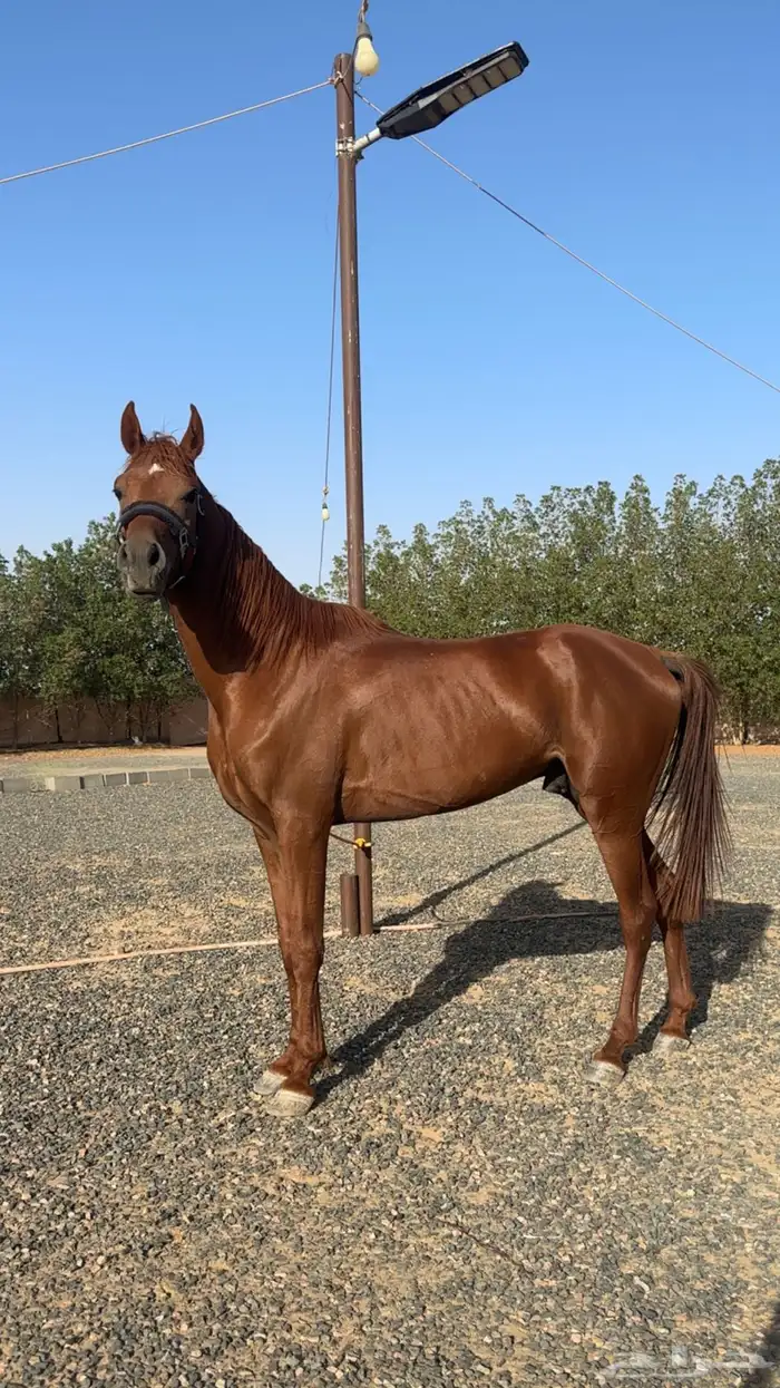 حصان شعبي 7