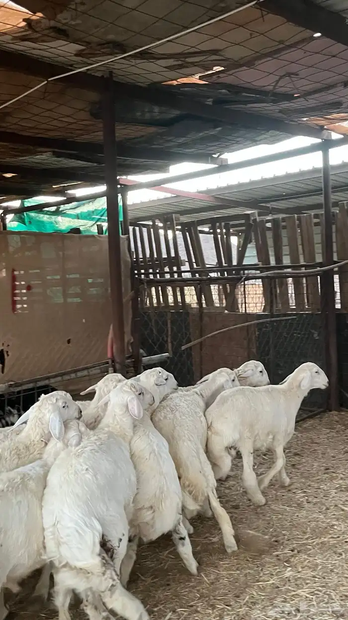 طليان حبصي حري ذبايح فاخر من الاخر 1