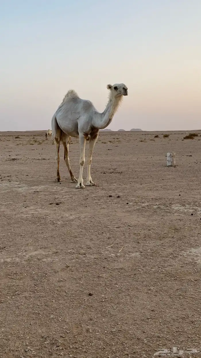 بكره حقه وضحا كفو 1
