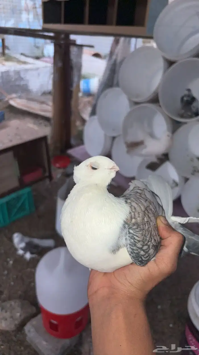حمام حب الرمان زينه 1