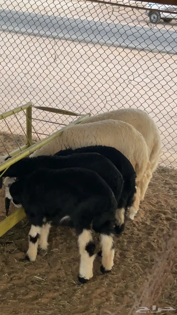 ذبايح حريات و نجد ونعيم 0