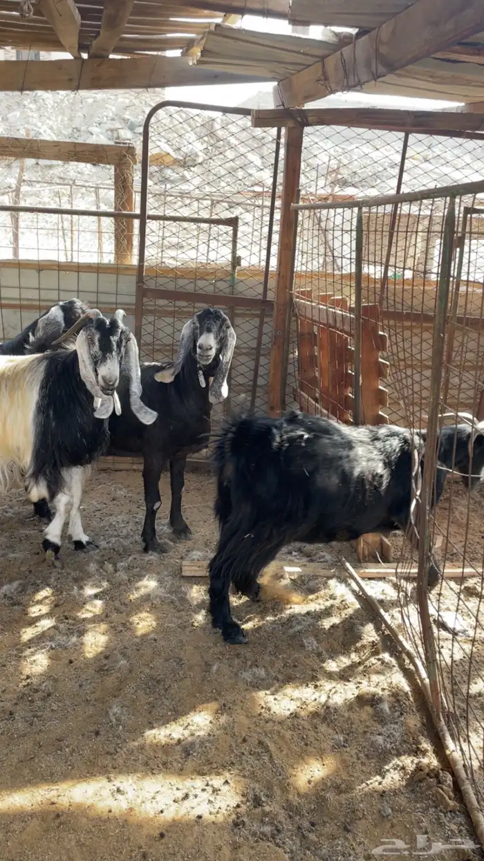 معزا البيع 5