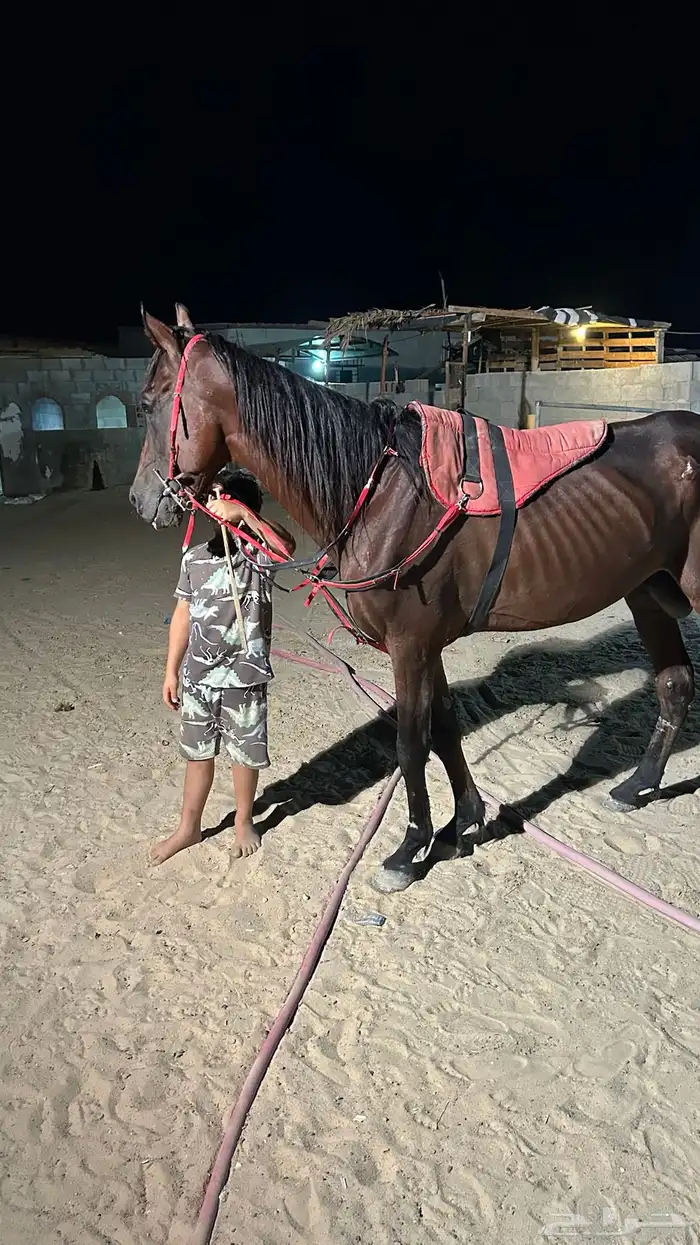 حصان شعبي 0