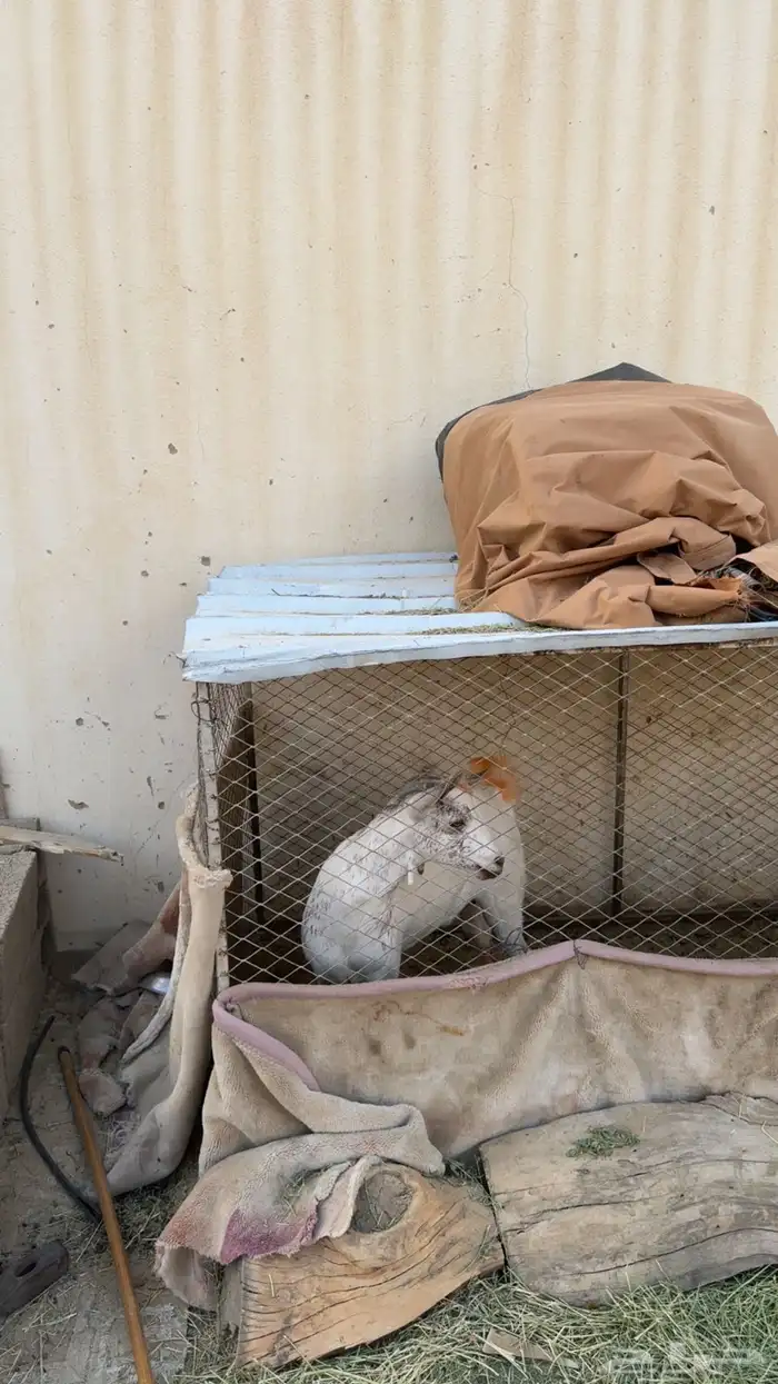 عنقان للبيع صنف 4
