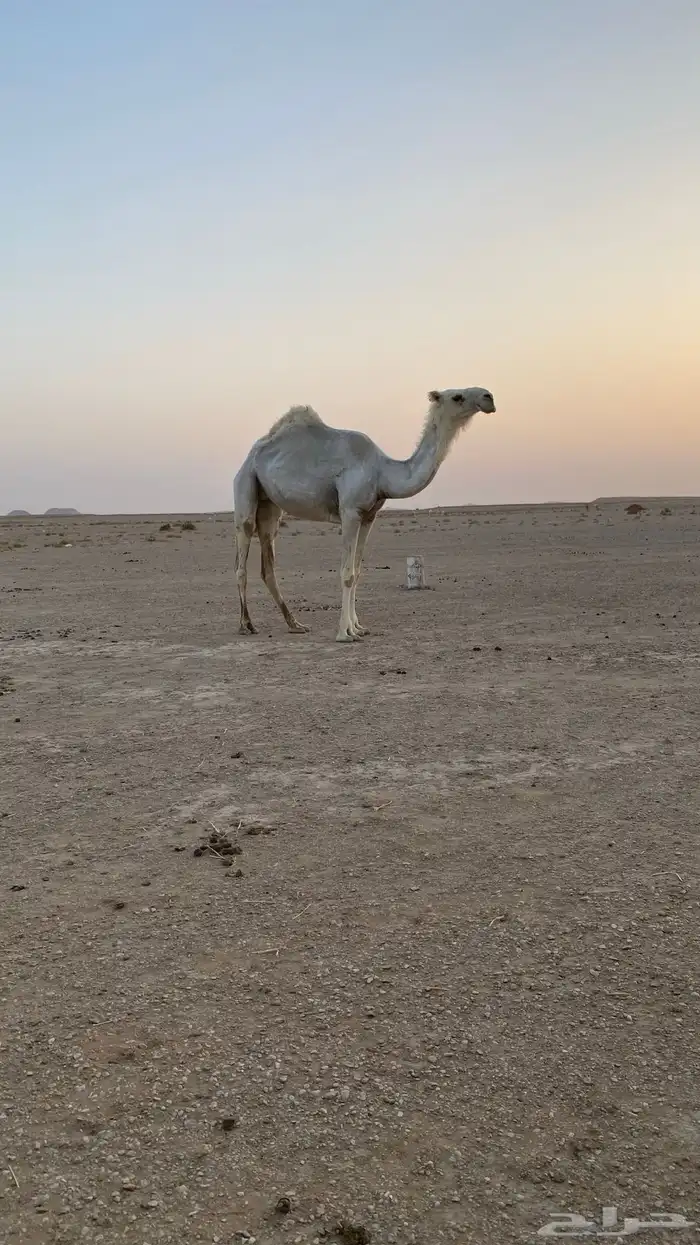 بكره حقه وضحا كفو 0