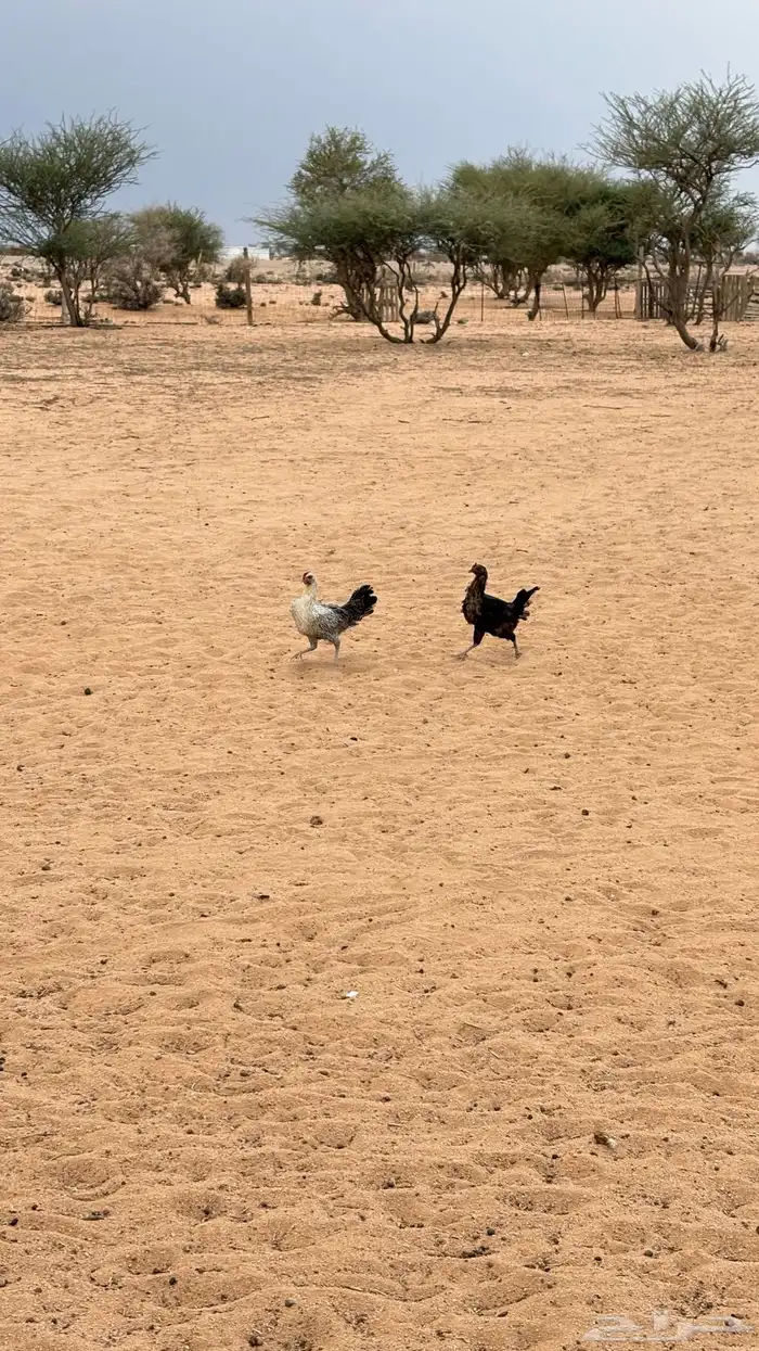 للبيع دجاج بلدي 1