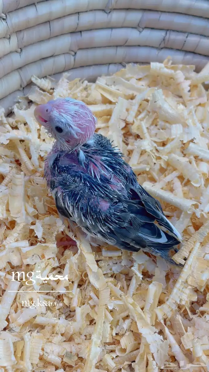 فرخ كروان هولندي 1