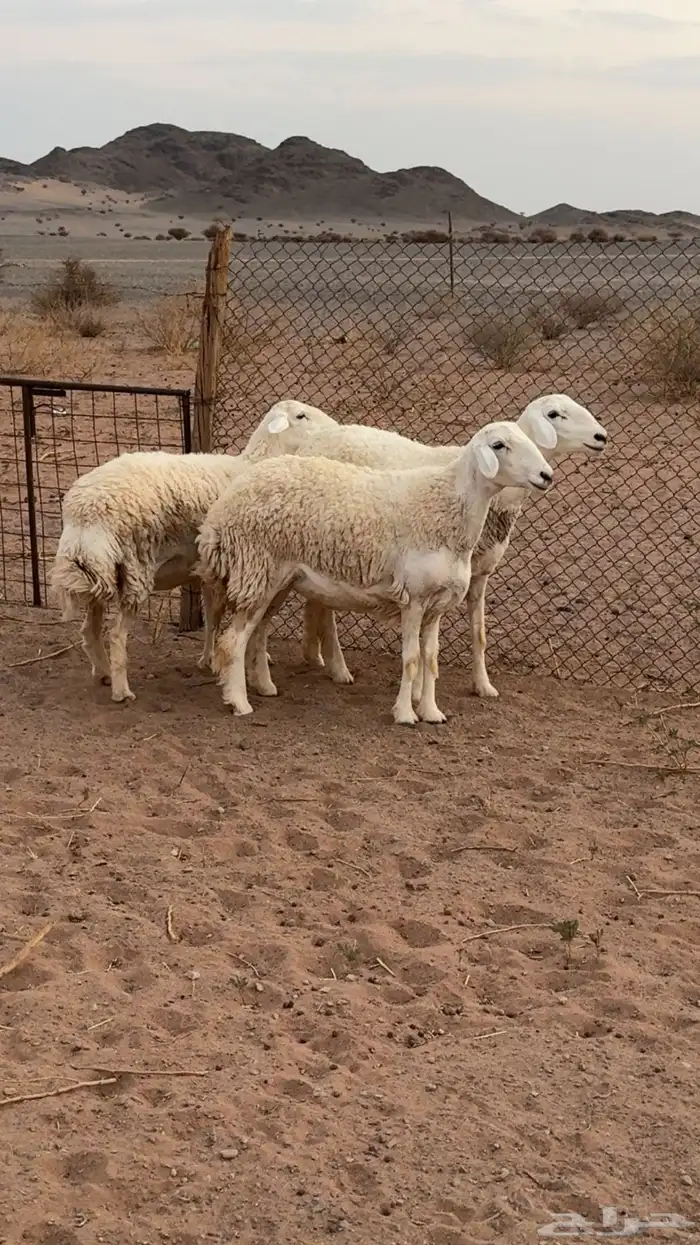 رخال حرش صنف 1