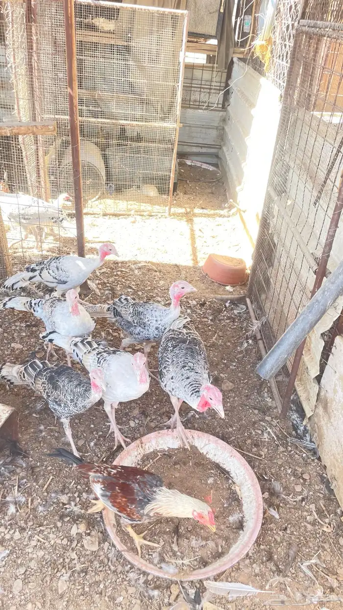 يوجد دجاج بلدي وباكستان وبط و وز و رومي 20