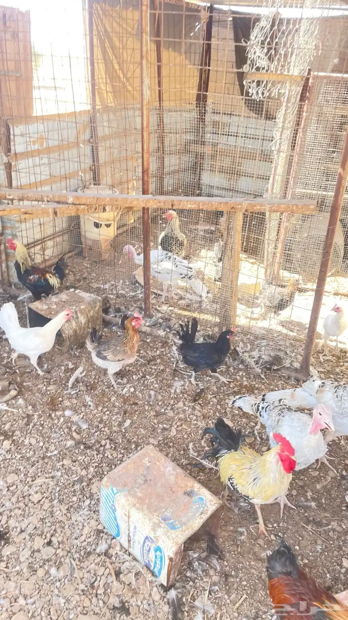 يوجد دجاج بلدي وباكستان وبط و وز و رومي 19