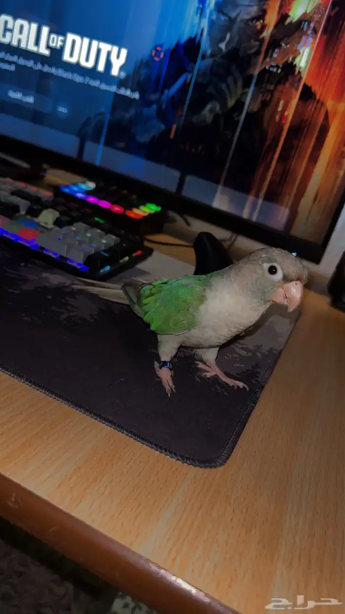 ببغاء كنيور متكلم اليف - سينمون على السوم 5