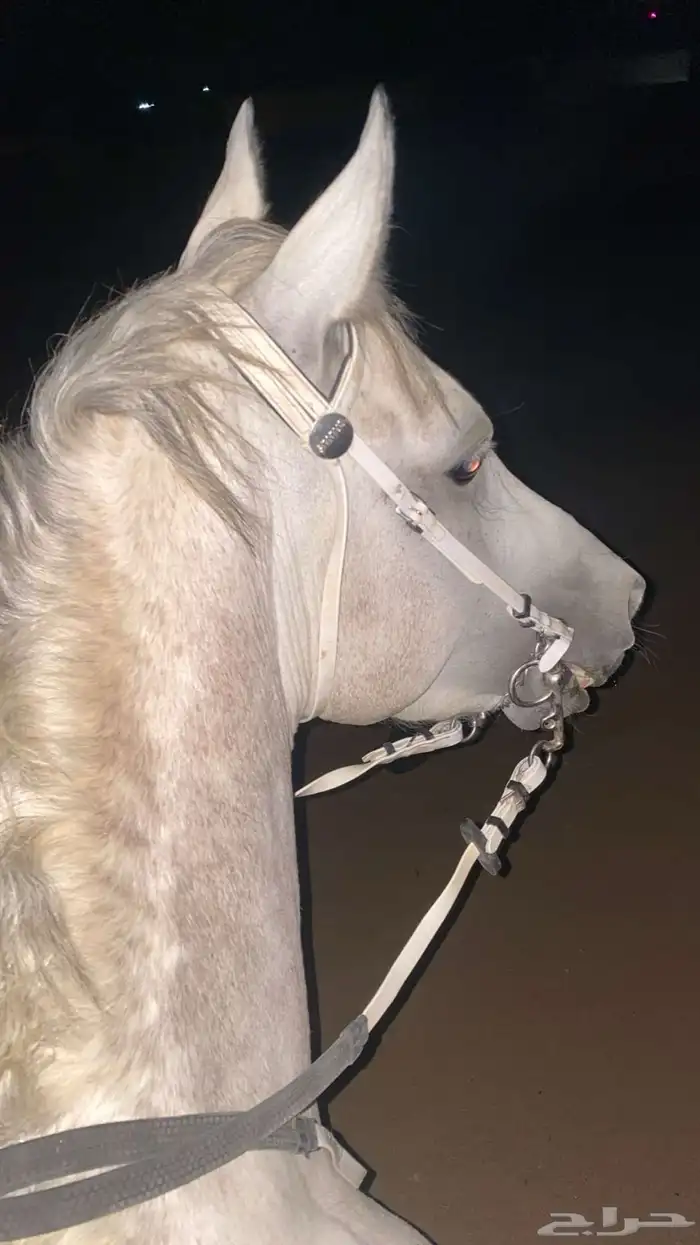 حصان شعبي 0