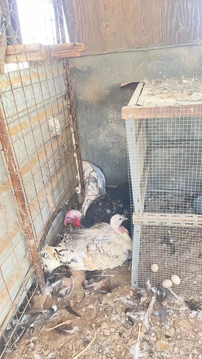 يوجد دجاج بلدي وباكستان وبط و وز و رومي 10