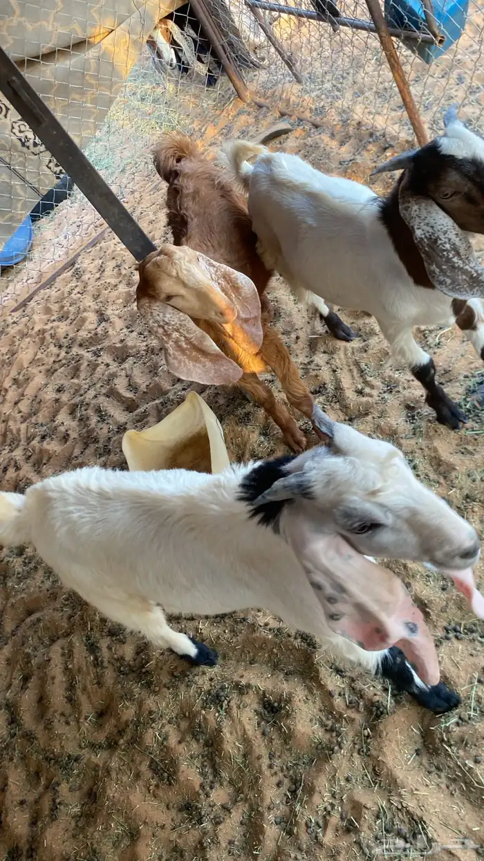 تيوس 0