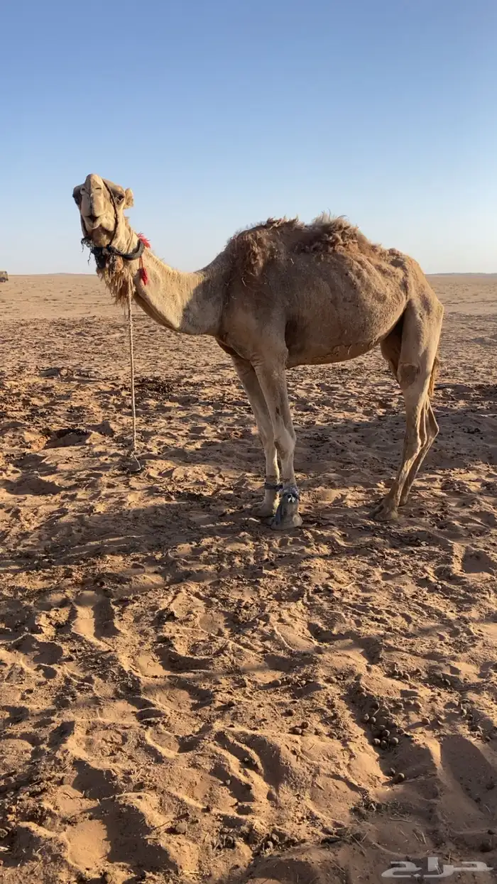 رحول ابل قديمه. وطيبه. 1